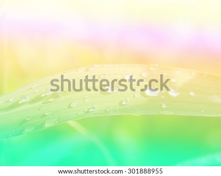 Small group of raindrops on grass plants after a rain in the park outdoor.Image is soft blurred and made with colorful filters.