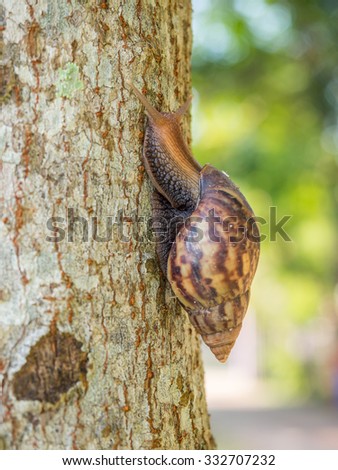 One of Brown Snail is climbing up the tree.Snail is a common name that is applied most often to land snails, terrestrial pulmonate gastropod molluscs.