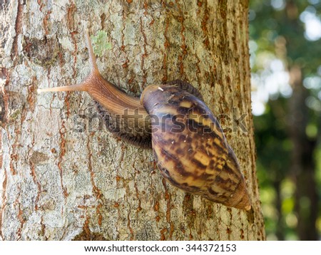One of Brown Snail is climbing up the tree.Snail is a common name that is applied most often to land snails, terrestrial pulmonate gastropod molluscs.