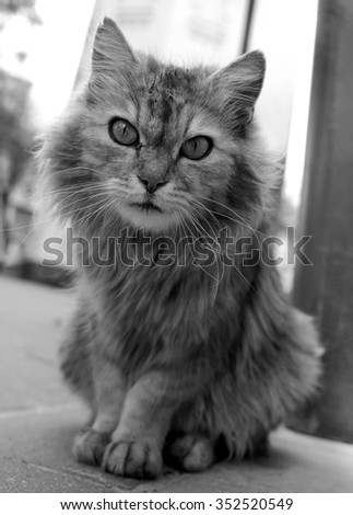 Street cat gray. He is sitting on the cobbles, photo is in black and white.