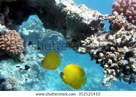 Underwater Coral Reef and Tropical Fish in Ocean
