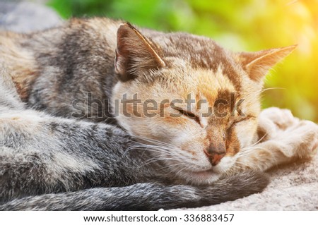 A wild sleeping cat in the sunshine.