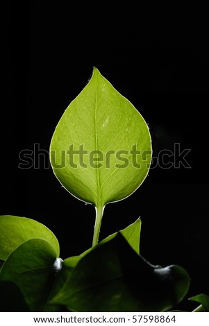 Green leaves, isolated, with leaf veins.
