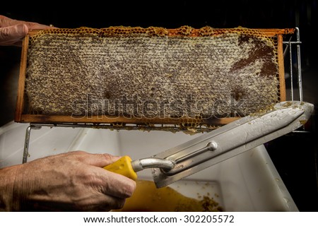 beekeeper removes the wax from the comb to release the honey