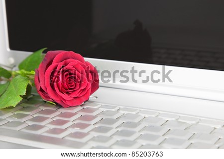 A red Rose on a laptop computer