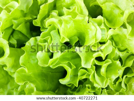 Fresh green Lettuce salad