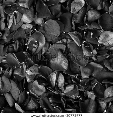 Black-white background from petals of roses close up