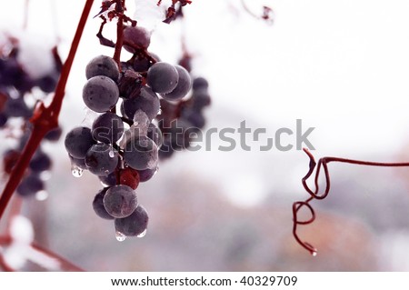 Freez bunch of grapes at winter, DOF is shalow