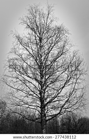 Winter tree conceptual image. Black and white photo of dead winter tree.