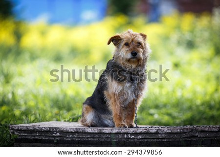 The beautiful red sentry dog on a chain sits on a stone. Green background.