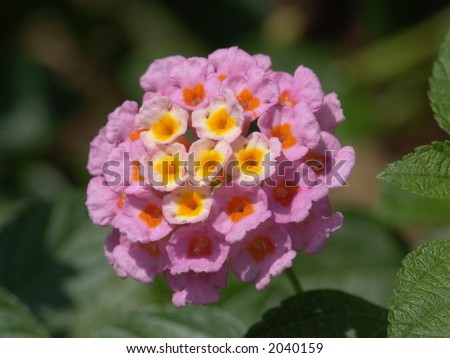 Small Flower taken with macro lenses
