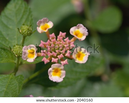 Small Flower taken with macro lenses