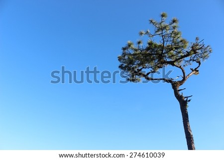 An asian pine tree which is growing up at over three thousand meters above sea level