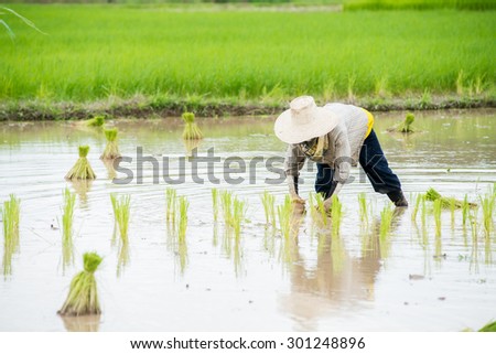 Asian rice farmer growing rice on the paddy rice farmland.