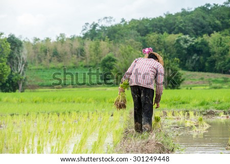Asian rice farmer growing rice on the paddy rice farmland.