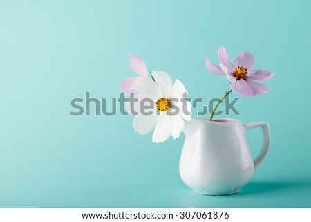 Cosmos flower in milk jug on aqua color isolated background