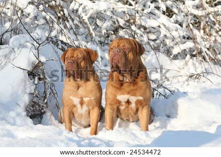 Two dogs on to snow