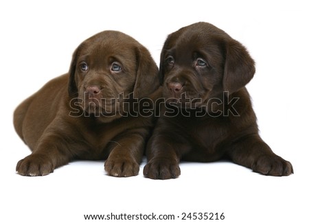 Two puppies, playing on a