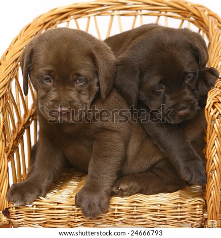Chocolate  Puppies on Labrador Retriever Puppies Puppy Labrador Retriever Cream Find Similar