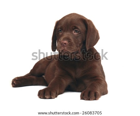 puppies and chocolate. stock photo : Chocolate puppy