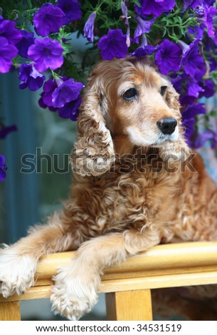 Dog in flowers.