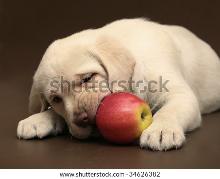 Puppy with an apple.