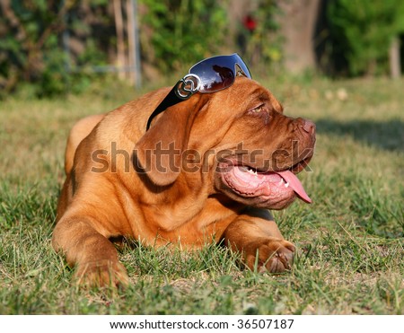 Puppy of breed a mastiff in the sun glasses.