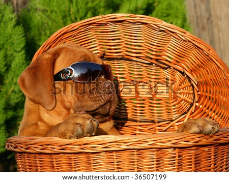 Puppy in sun glasses in the big basket.
