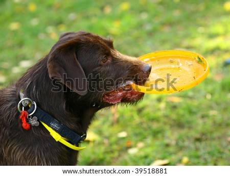 Dog with a plate for frisbee in a mouth.