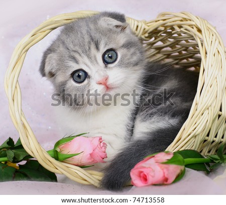 Scottish Fold kitten in a basket of roses.