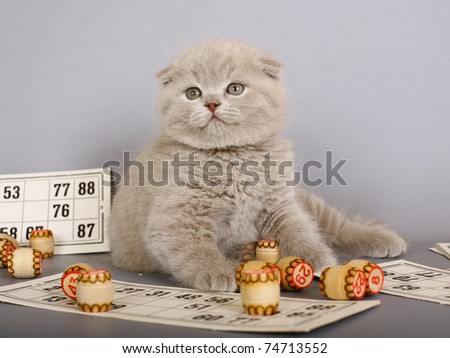 Lilac Scottish kitten playing in a bingo.