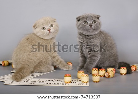 Two kittens playing in a bingo.