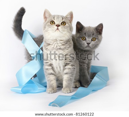Kitten Ribbon