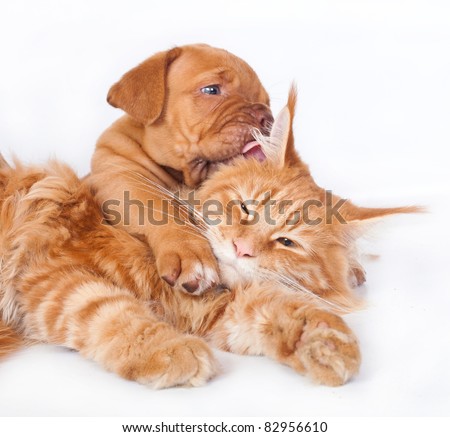 Red cat and red pup on a white background