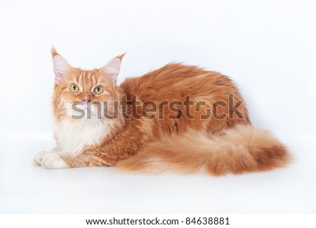 Red Maine Coon Cat on a white background