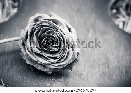 withered rose in the garden