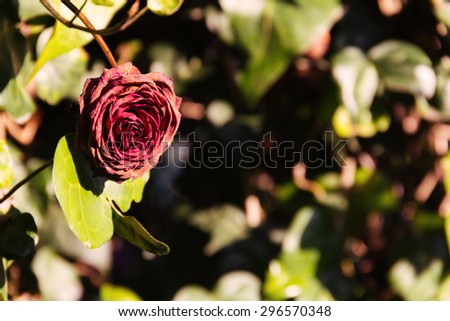 withered rose in the garden