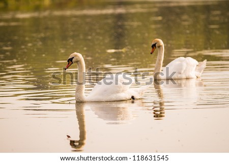 Two swans swimming on a river