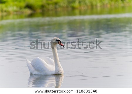 One swan swimming on a river