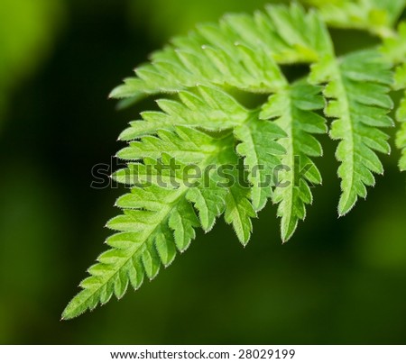 Single fern frond growing in the forest