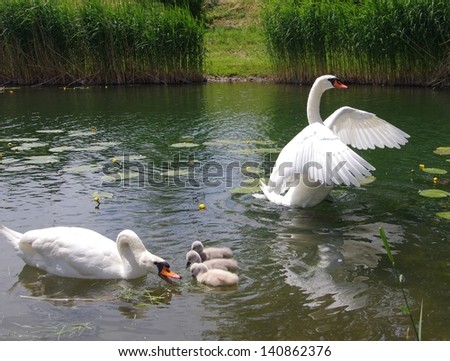 Young swans with parents on the water