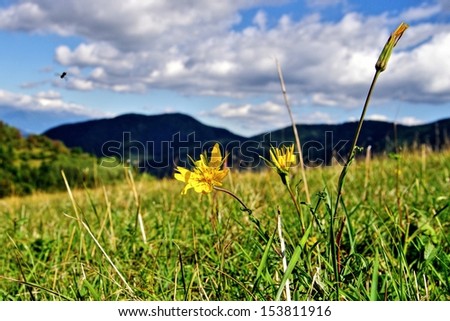 Forest meadow panorama near by village Vlkolinec, Slovakia