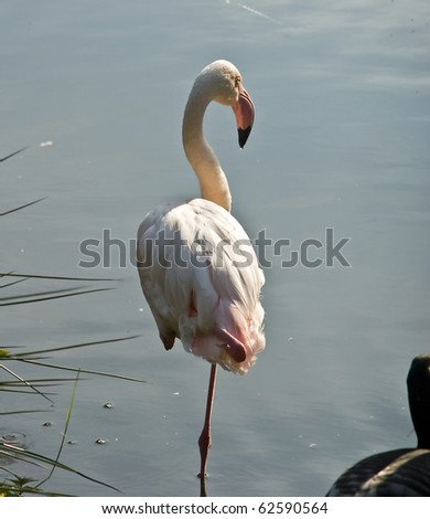 Flamingo in water on one leg