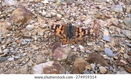 It\'s so cool to see some of the Nature camouflages in action!/ Can\'t see me/ A Butterfly