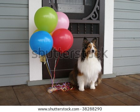 Sheltie sitting in front of brown, porch door with colorful birthday balloons