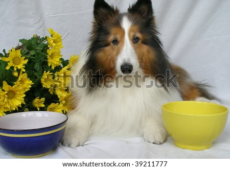 Sheltie with two food dishes and flowers
