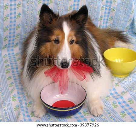 Sheltie with empty dog bowl