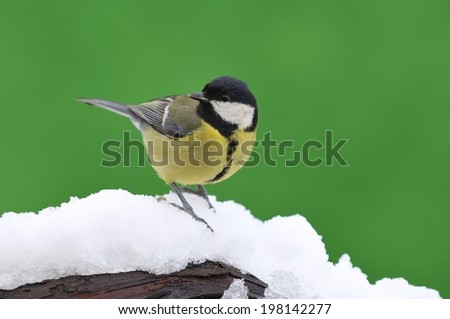 Great tit, Parus major in the snow.