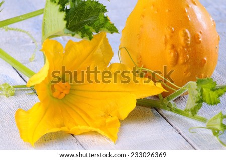 Yellow pumpkin with squash blossoms on a wooden table.