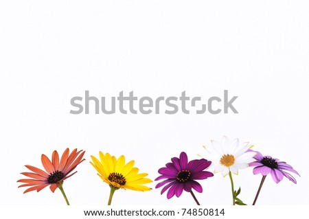 Colorful+daisies+background